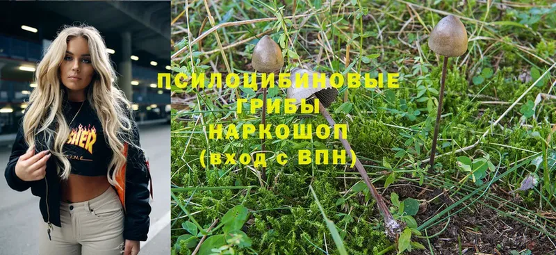 сколько стоит  blacksprut tor  Псилоцибиновые грибы Psilocybine cubensis  Конаково 